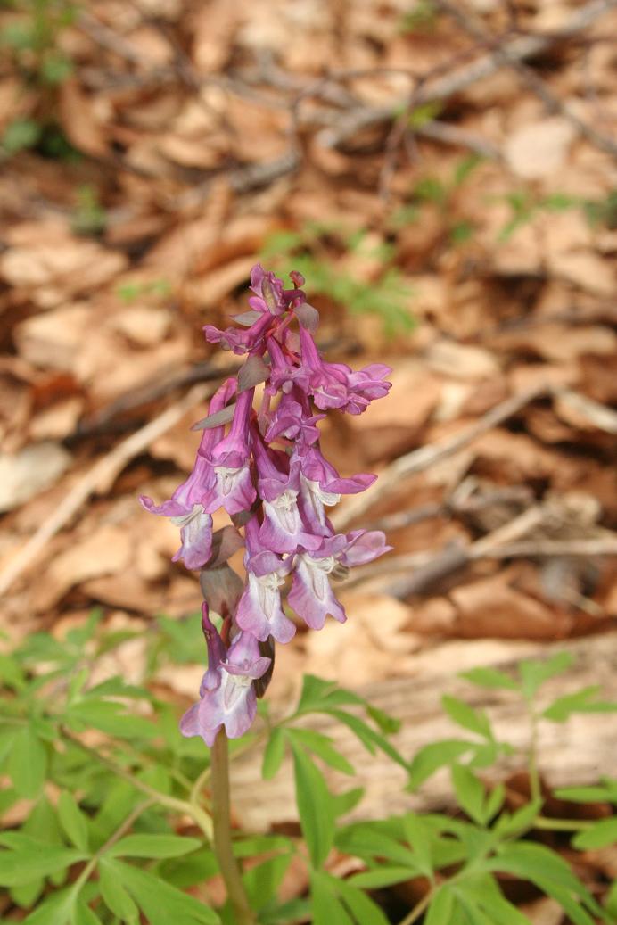 Corydalis cava